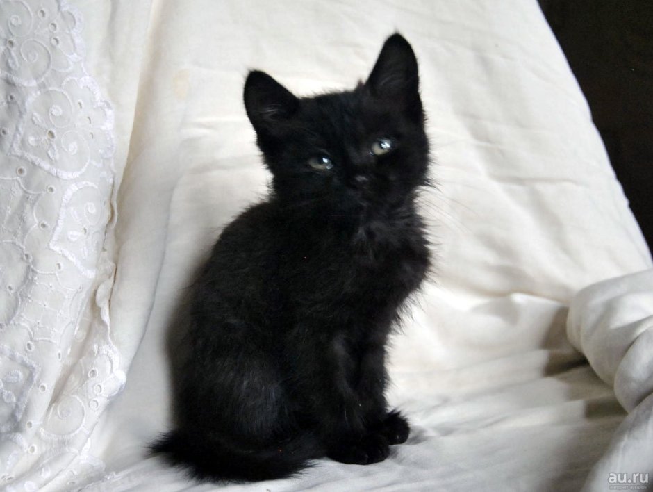 Шотландский черный кот метис