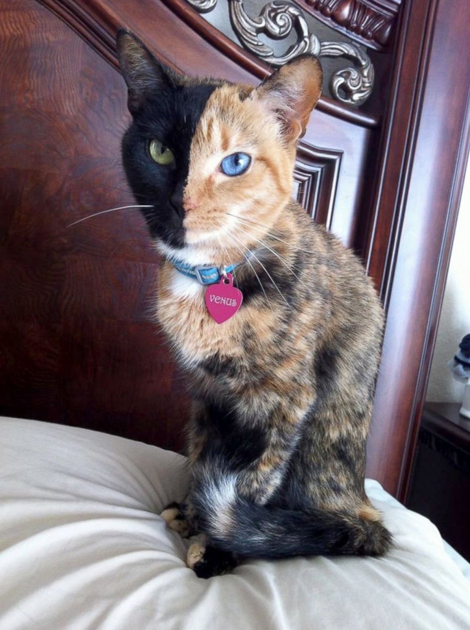 Черная кошка с котятами