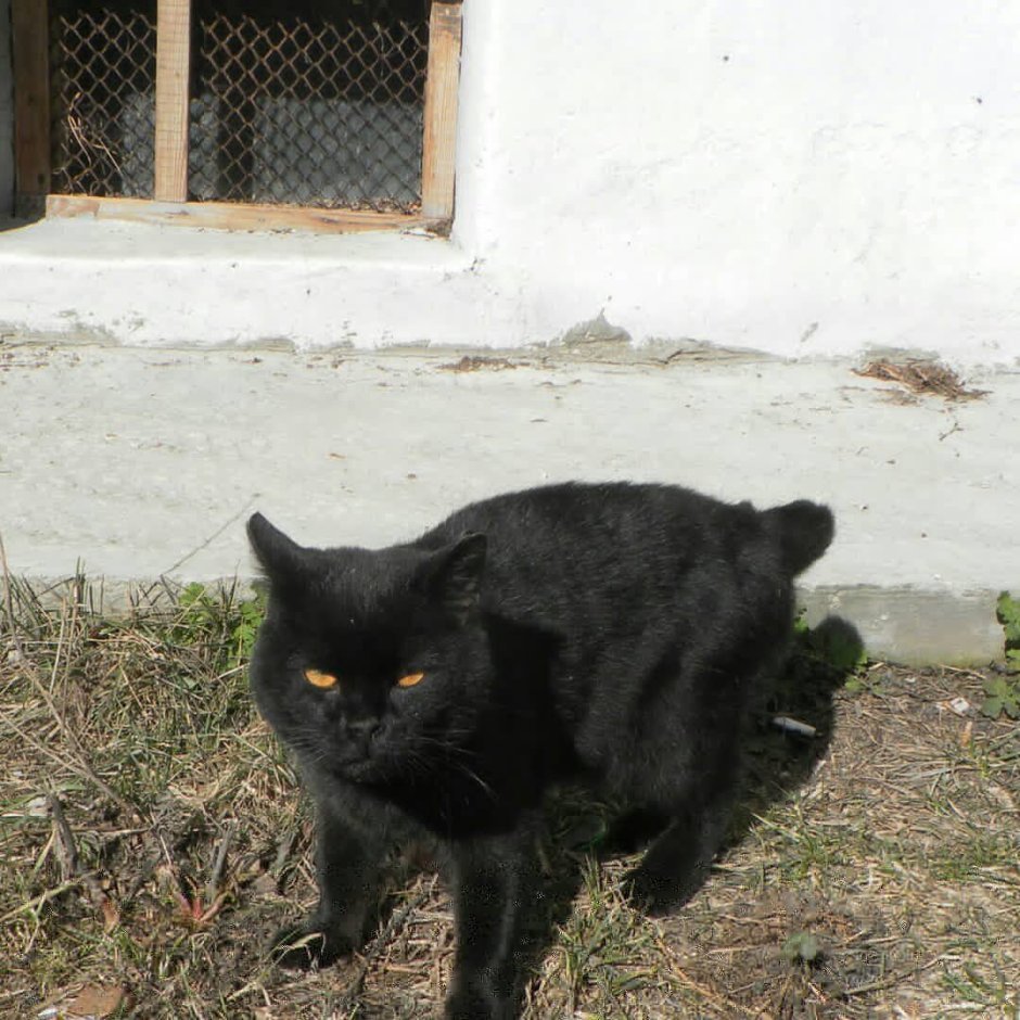 Удивленный черный кот