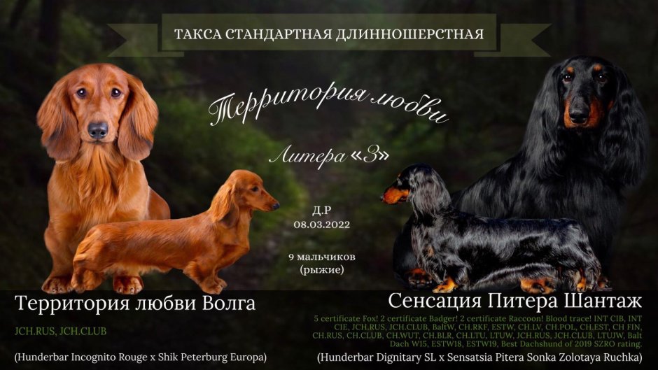 Такса длинношерстная карликовая