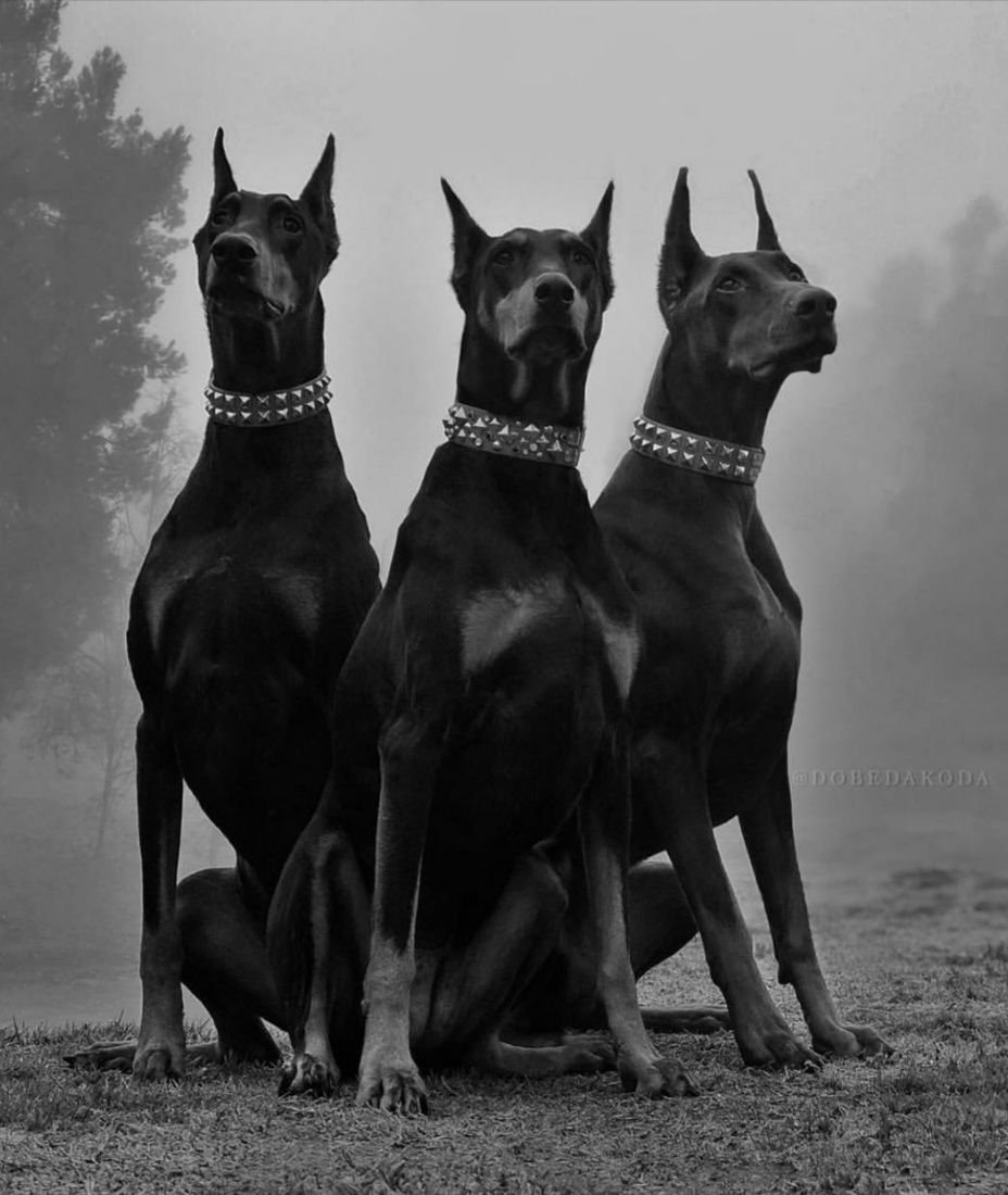 Датский дог Гибсон