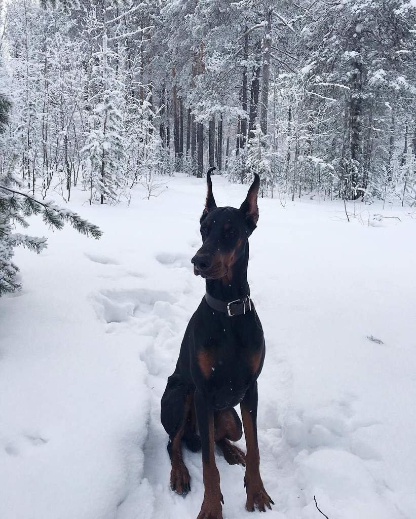 Чёрный Королевский немецкий дог