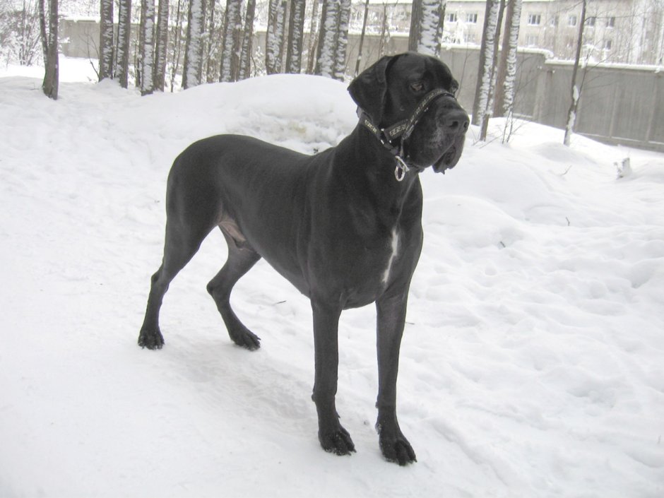 Порода Королевский дог