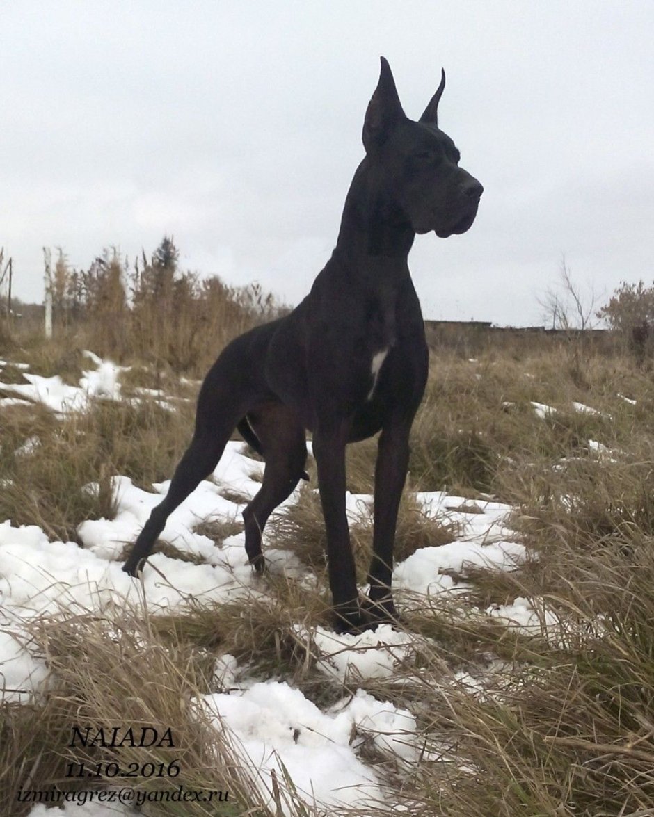 Черный Королевский дог