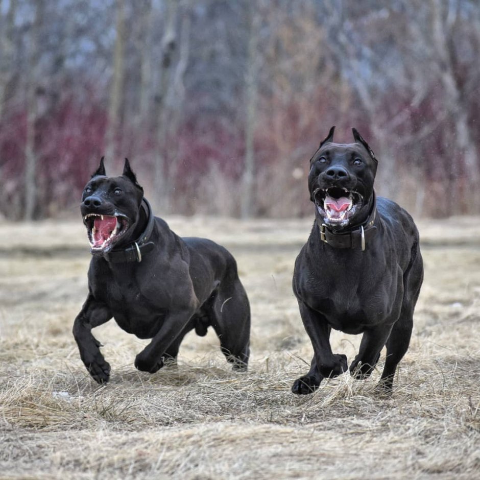 Дог Королевский чистокровный