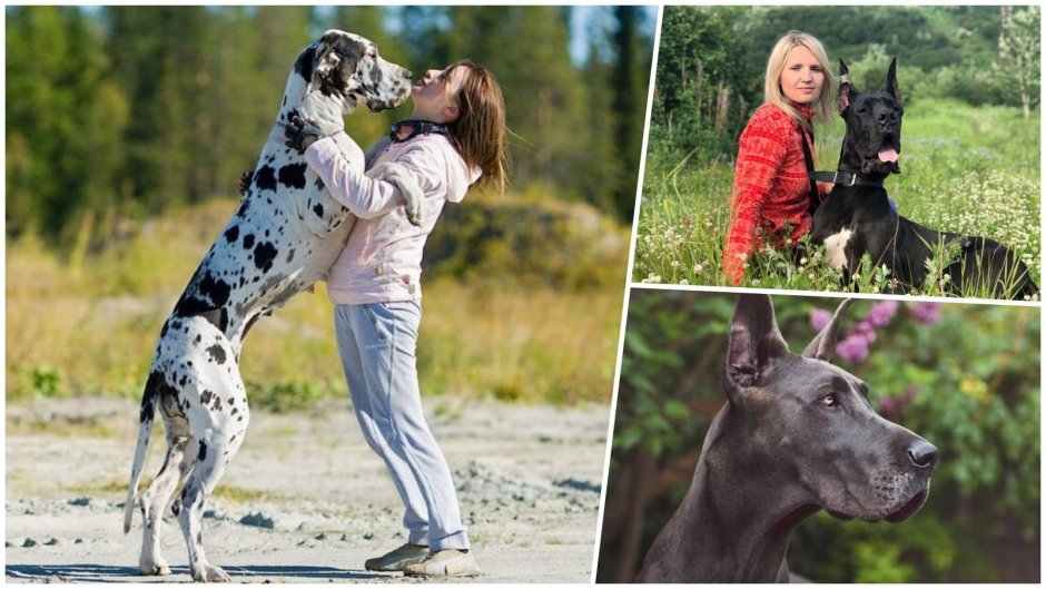 Королевский дог