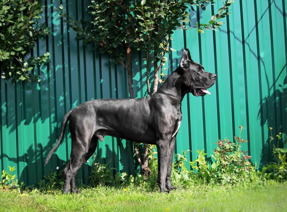 Королевский немецкий дог