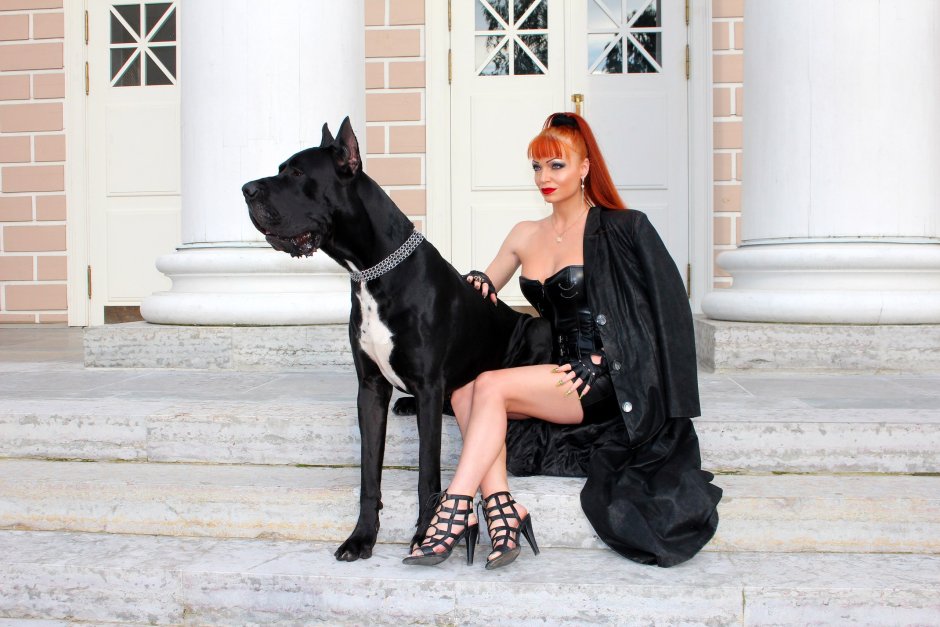 Королевский дог рядом с человеком