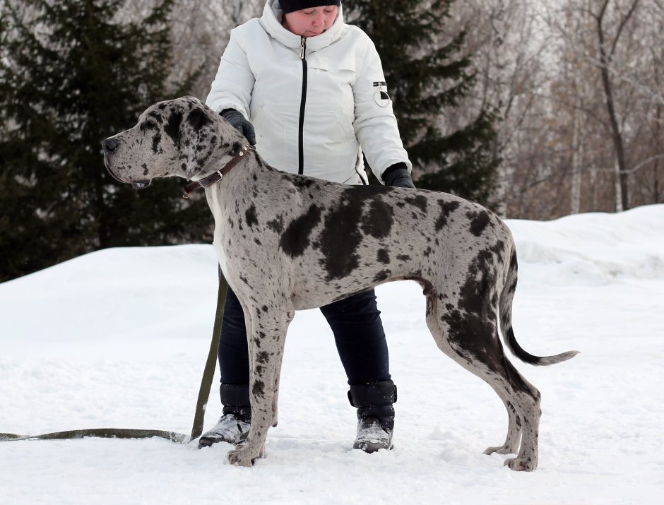 Дог Королевский гигантский