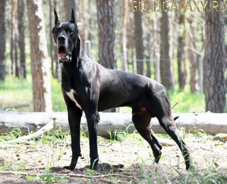 Собака Королевский дог и Доберман