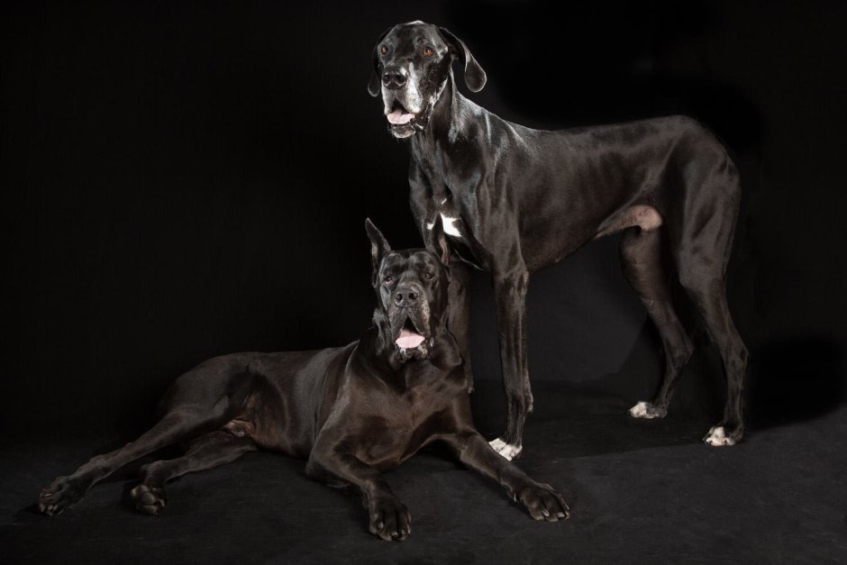 Доберман Баленсиага