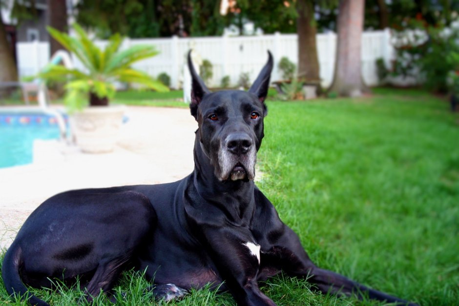 Королевский дог мраморный