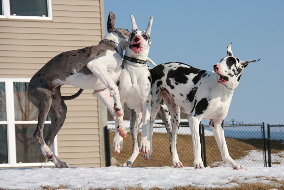 Great Dane собака