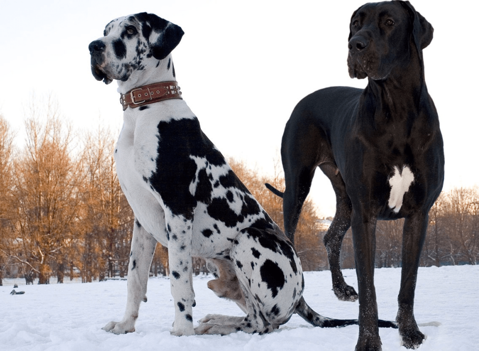 Порода Королевский дог