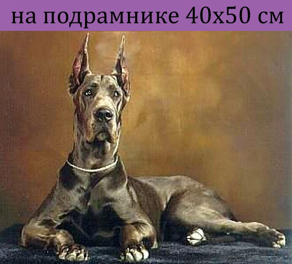 Дог порода серый