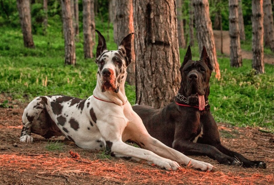 Немецкий дог рост