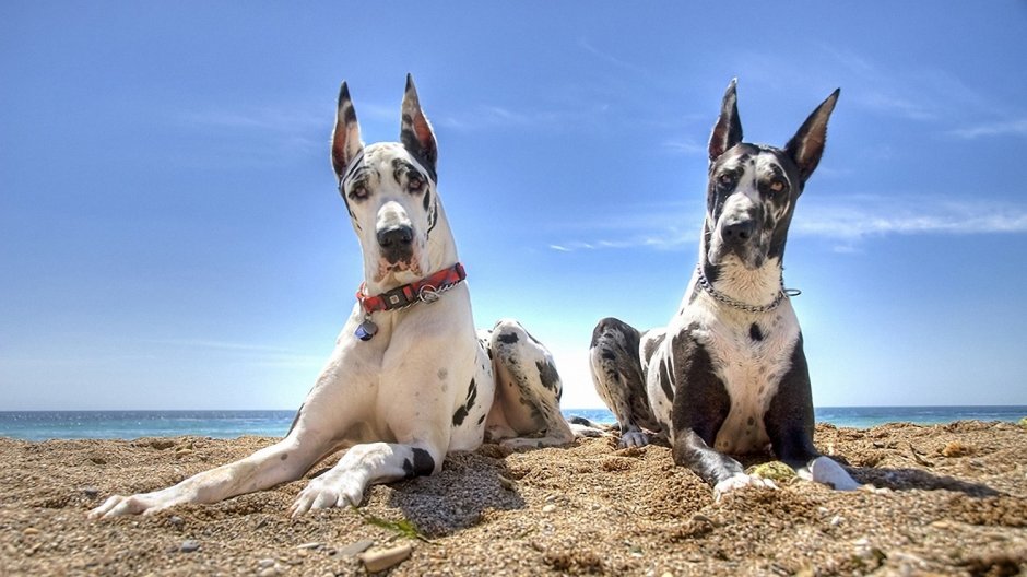 Дог в Санкт-Петербурге