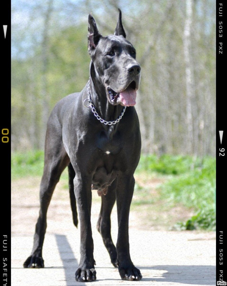 Немецкий дог на задних лапах