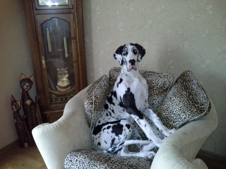 Королевский дог на случку