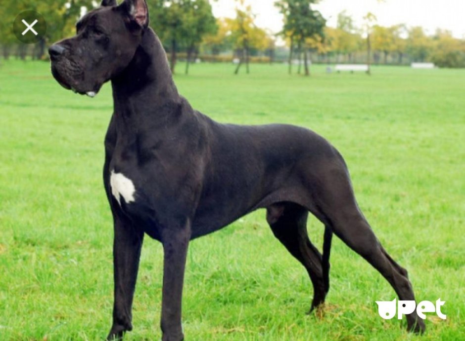 Дог Королевский чистокровный