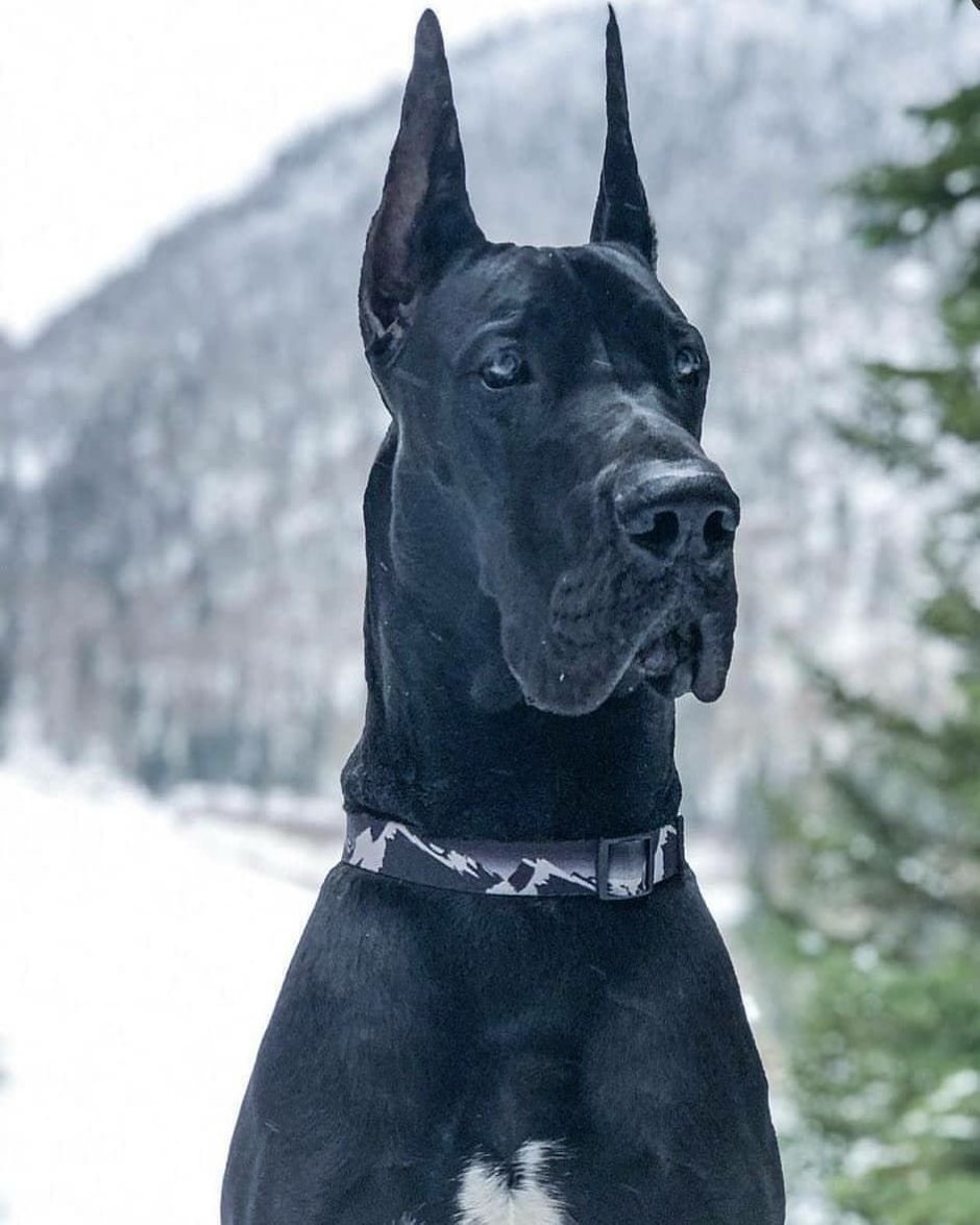 Черный Королевский дог