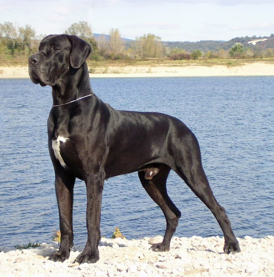 Дог Королевский тигровый