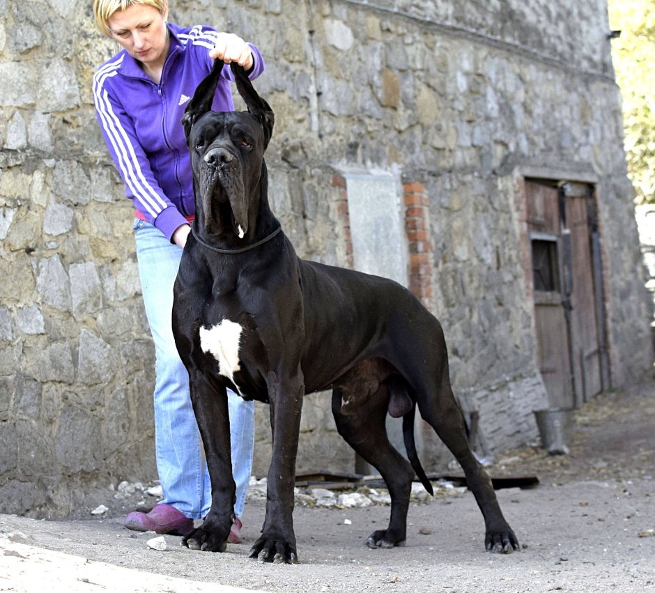 Это дог должен быть в первом месте