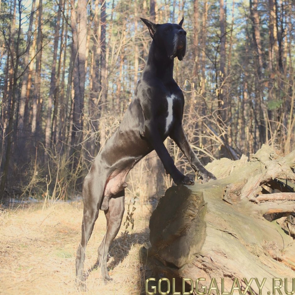 Датский дог Зевс