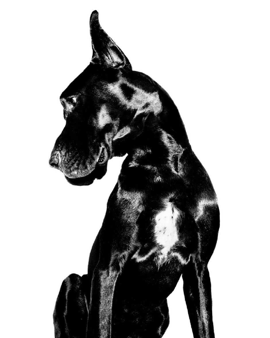 Голубой Королевский дог