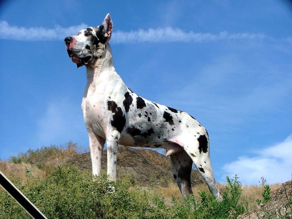 Датский дог Скуби Ду