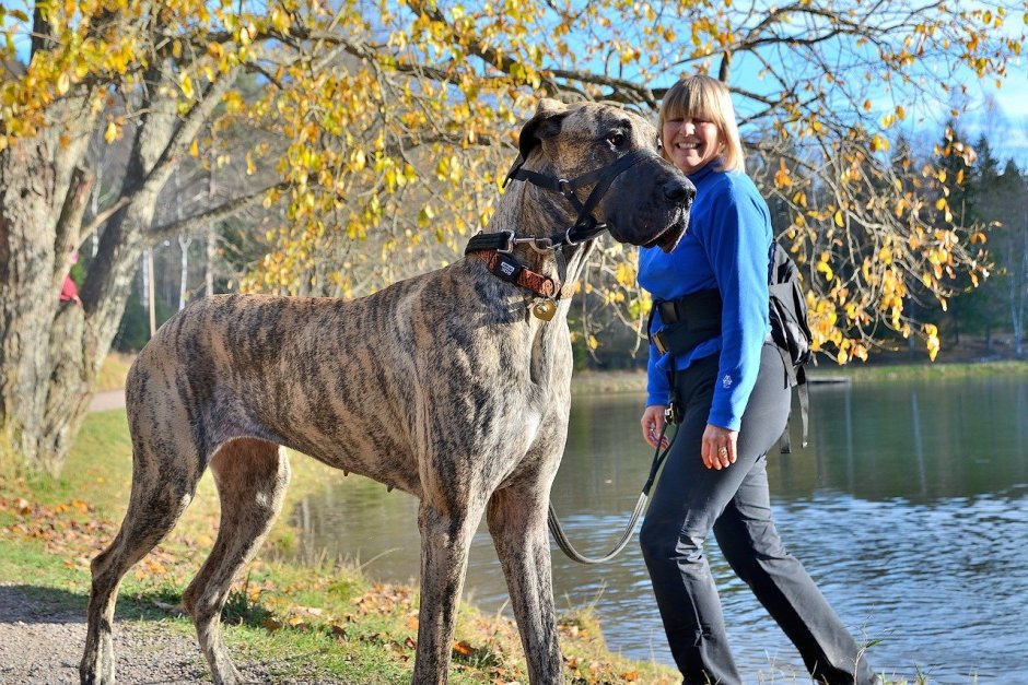Черный Королевский дог
