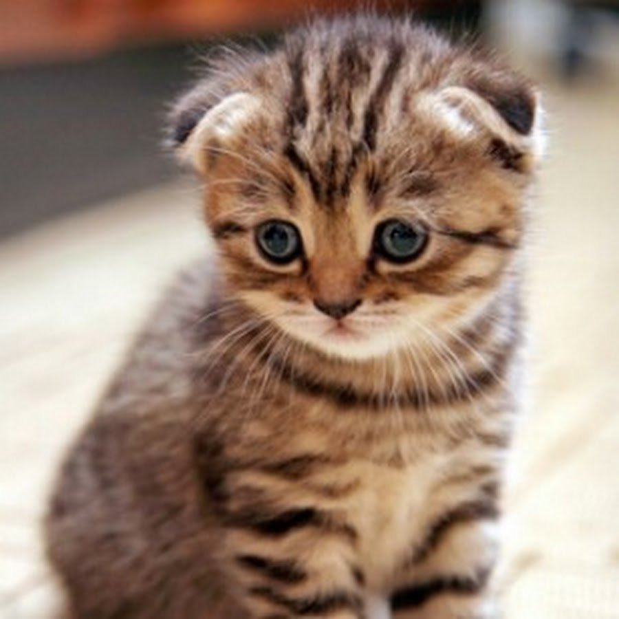 С подбородком вислоухие коричневые коты