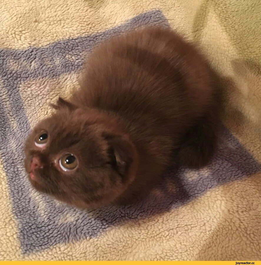 Скоттиш фолд рыжий