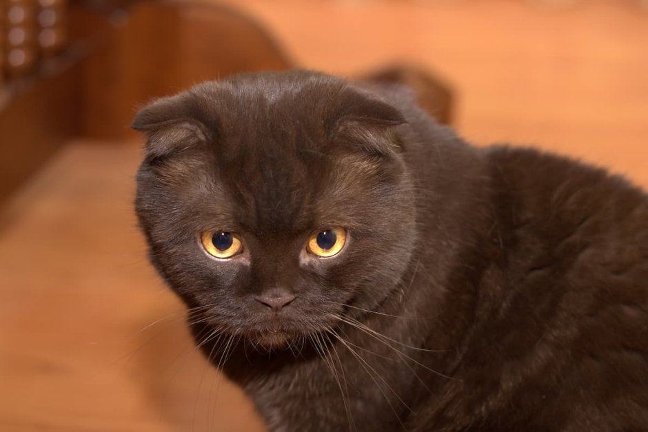 Шотландский вислоухий кот шоколадный