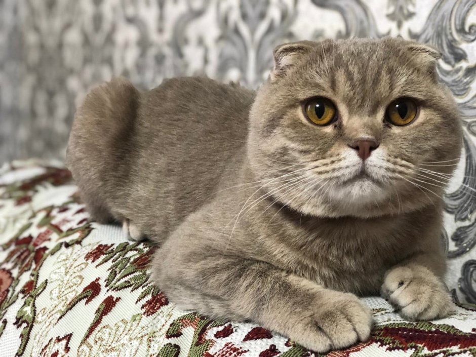 Шотландская вислоухая кошка шоколадная