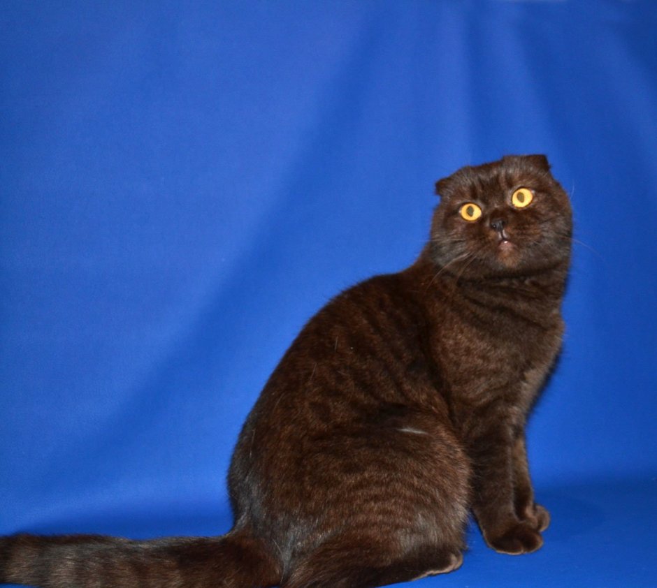 Шотландский кот коричневый