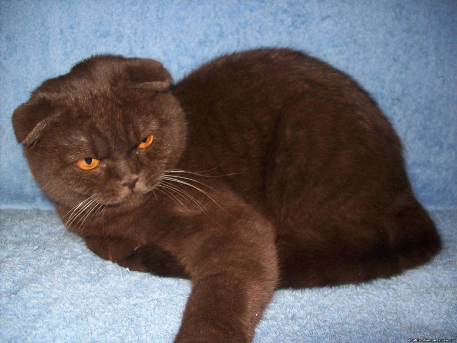 Шотландская вислоухая кошка с желтыми глазами