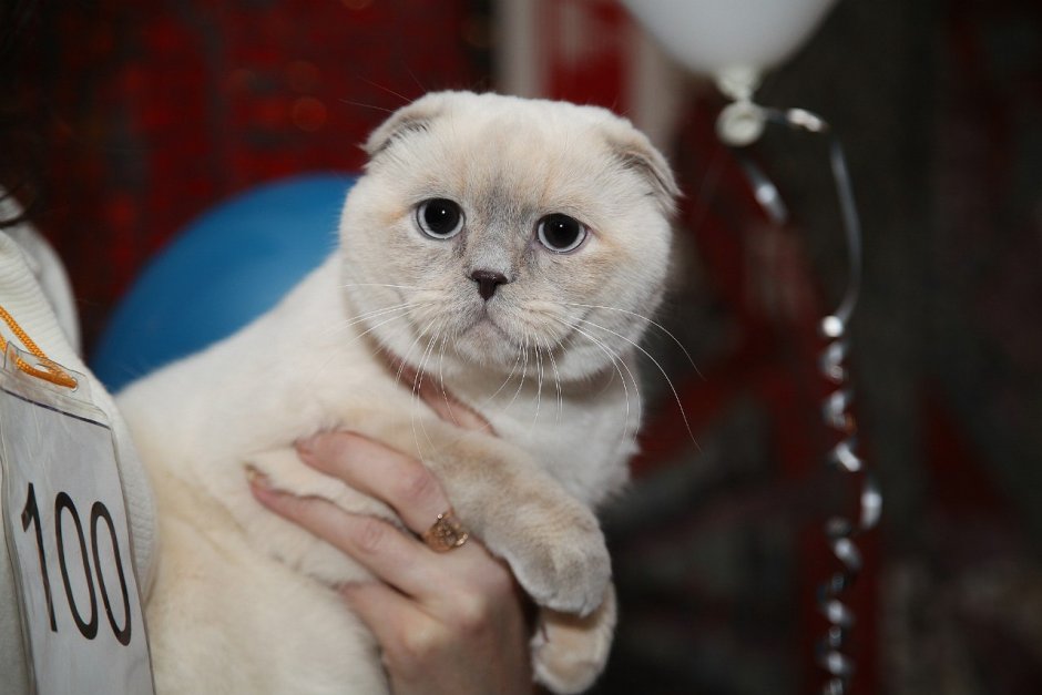 Шотландская вислоухая кошка кори
