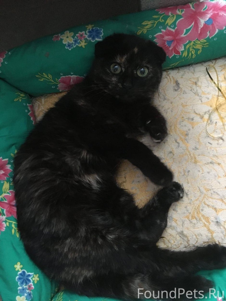Шоколадный скоттиш фолд кошка
