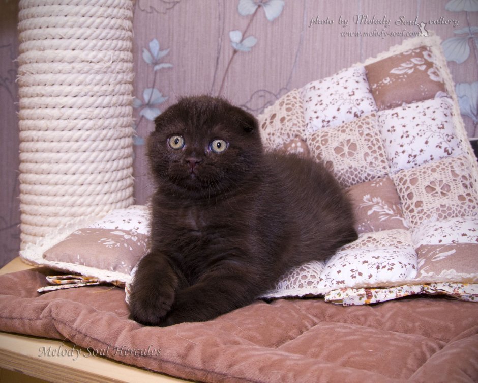 Шоколадный скоттиш фолд кошка