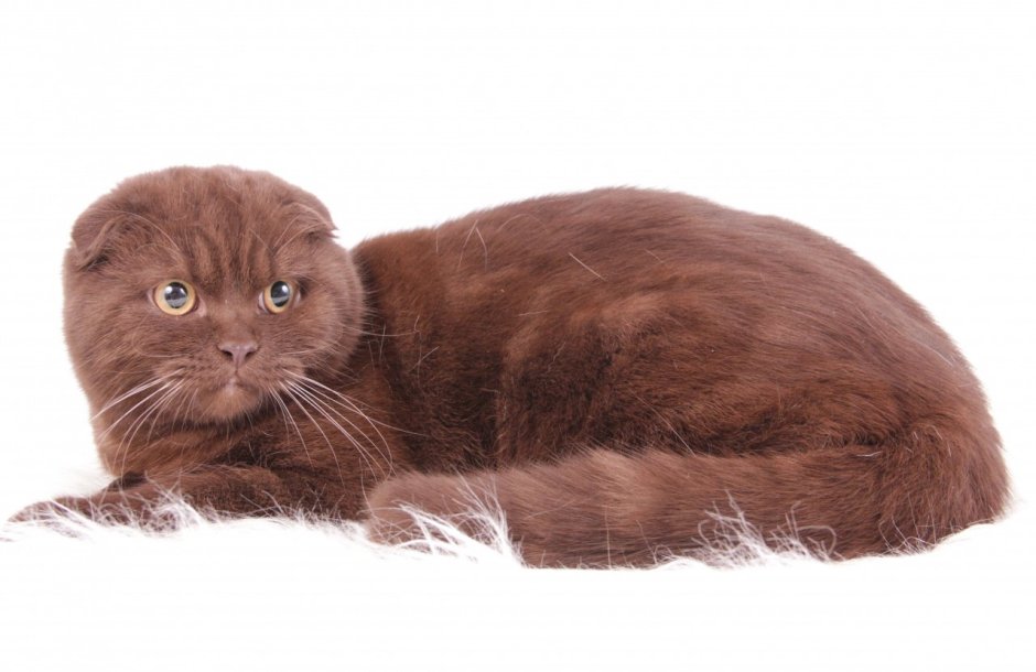 Шотландские котята циннамон