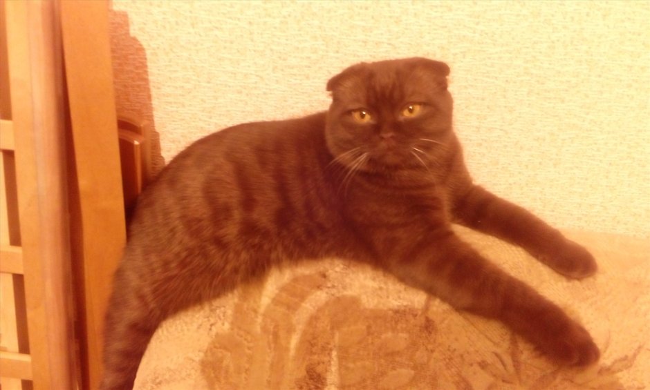 Шотландская вислоухая шоколадная золотой