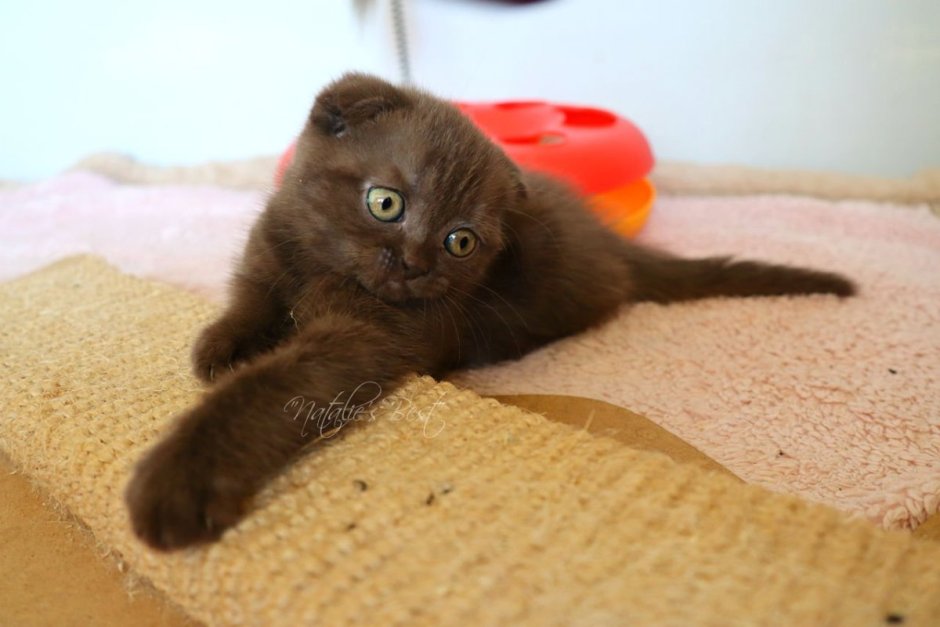 Кот шотландец вислоухий шоколад