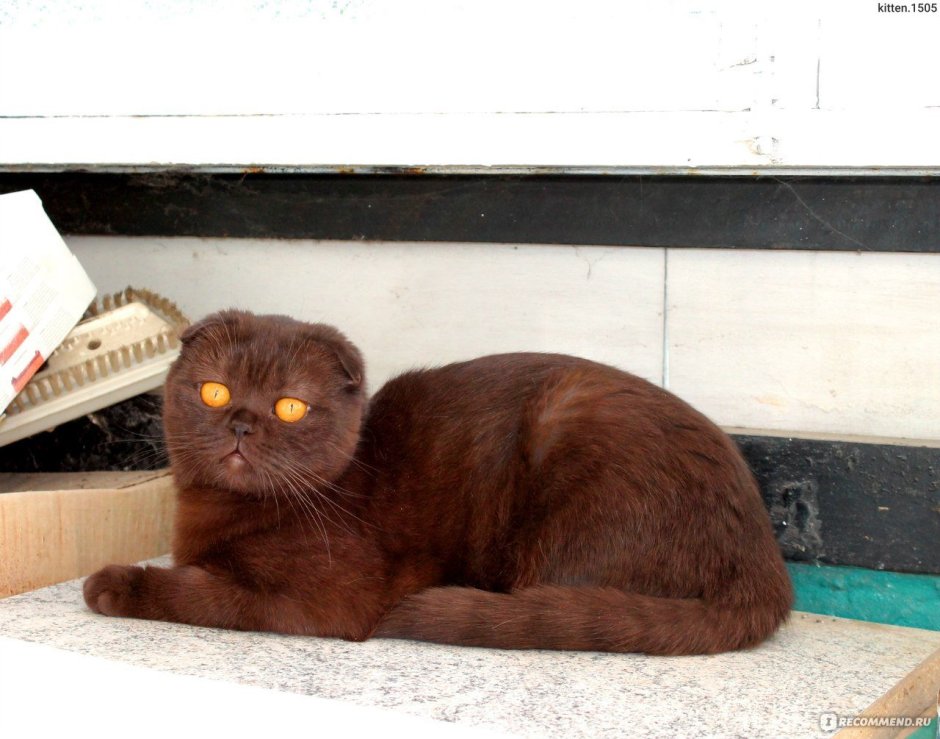 Тёмных вислоухих котов арт