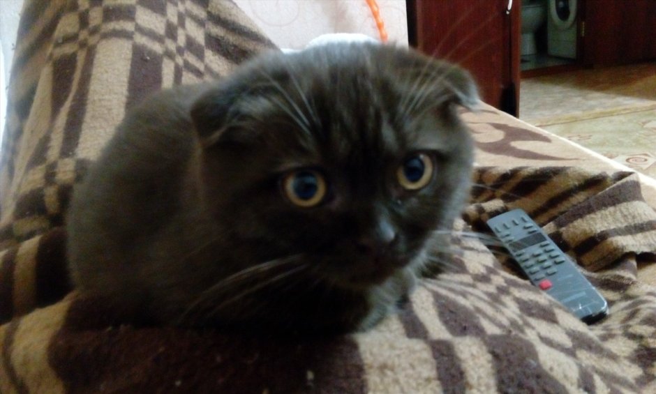 Шоколадный британец вислоухий