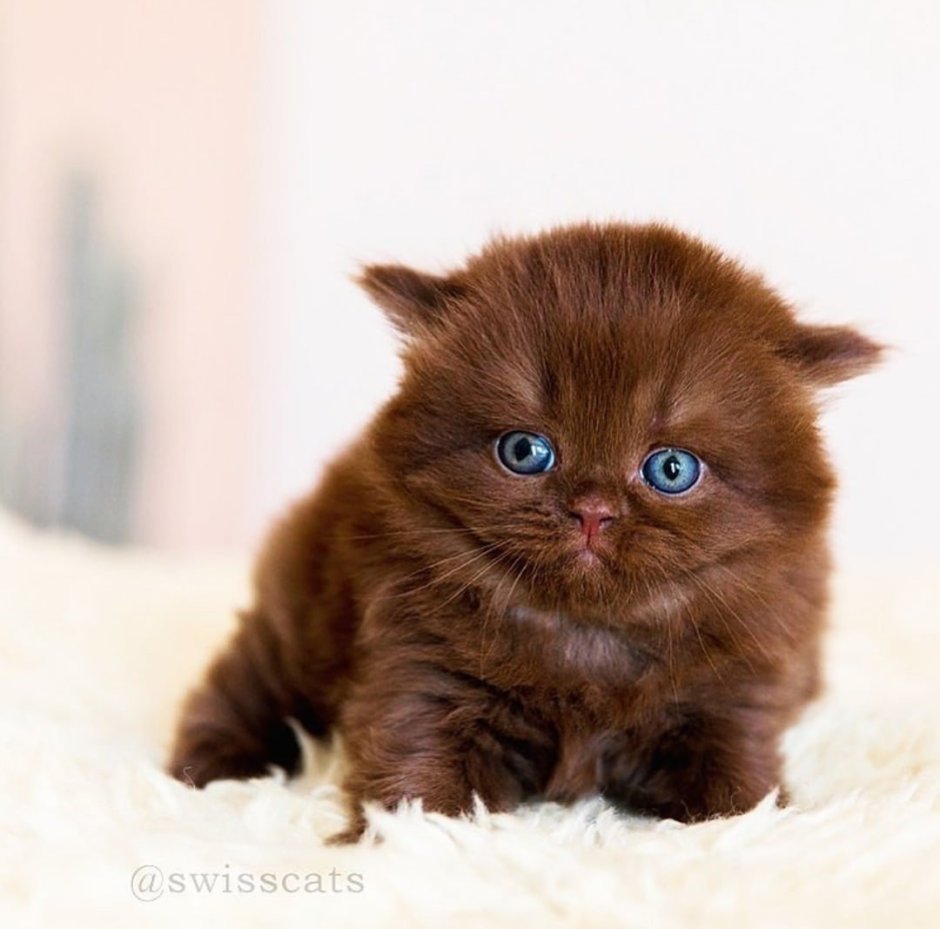 Шотландский вислоухий кот Горький шоколад