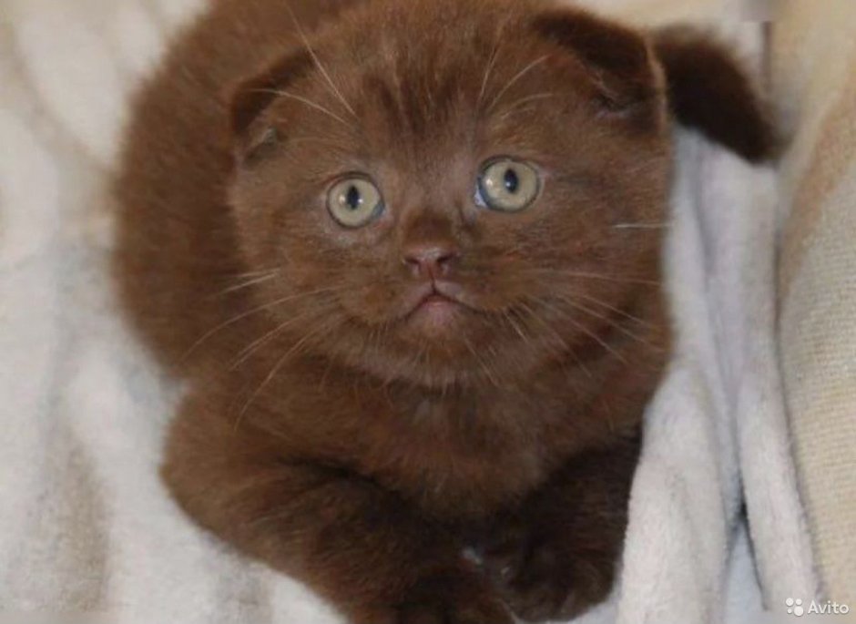 Шоколадный вислоухий шотландец