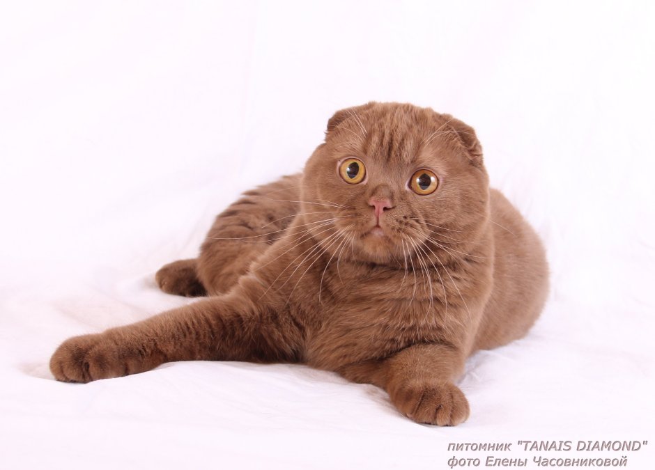 Швейцарский вислоухий кот