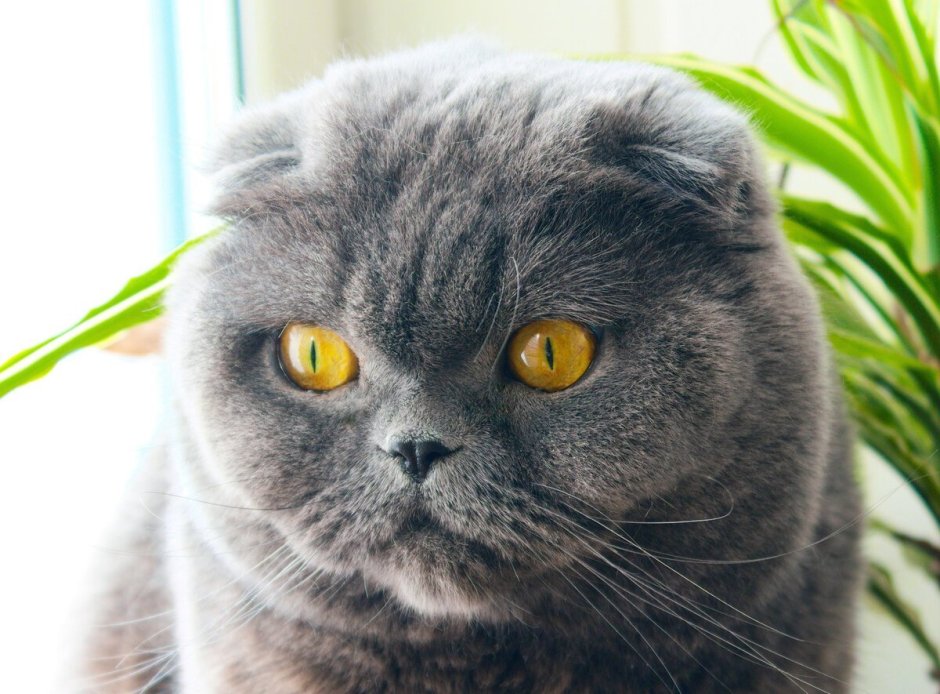 Шотландская вислоухая кошка милая