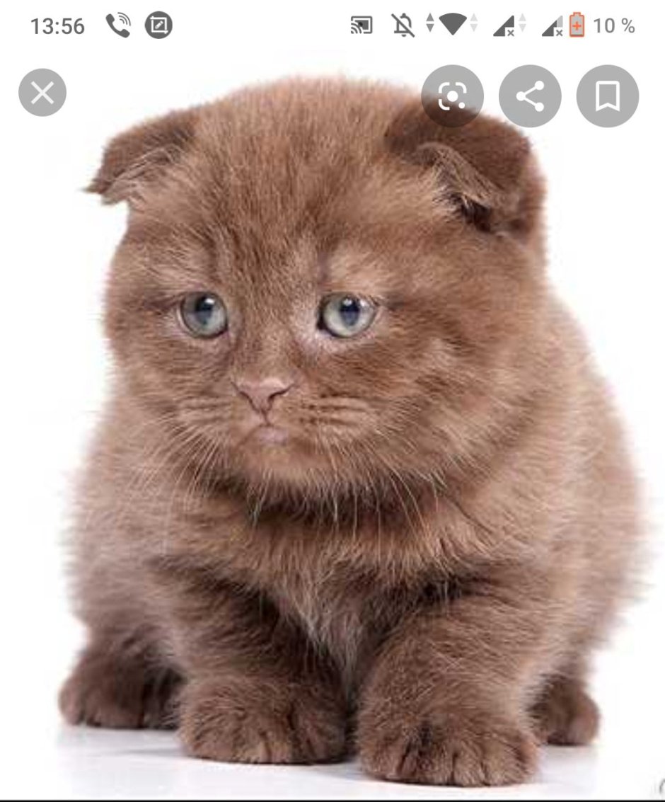 Шотландская вислоухая кошка коричневая